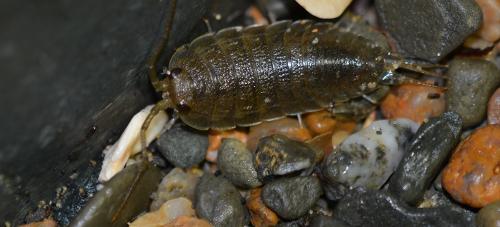 Ligia oceanica